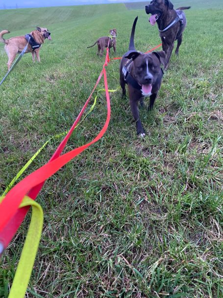 Training - Schleppleine mit vier Hunden gleichzeitig