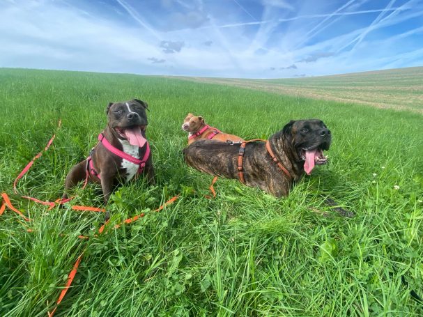 Dream Trio - von links...Nannal, Finni, Loisl